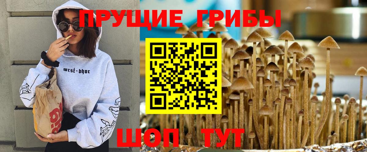 Псилоцибиновые грибы мицелий Чапаевск